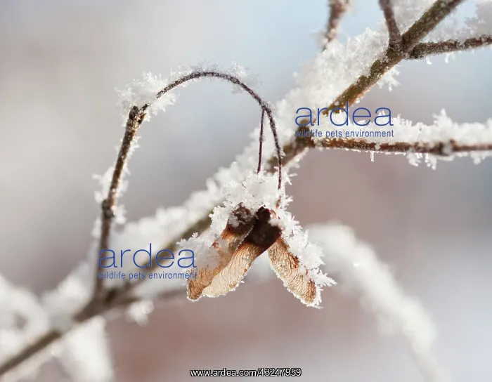 : Field Maple : Field Maple