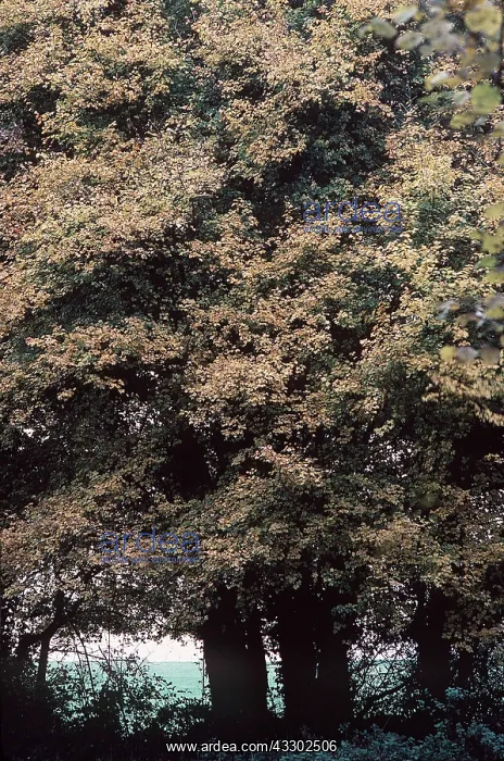: FIELD MAPLE : FIELD MAPLE