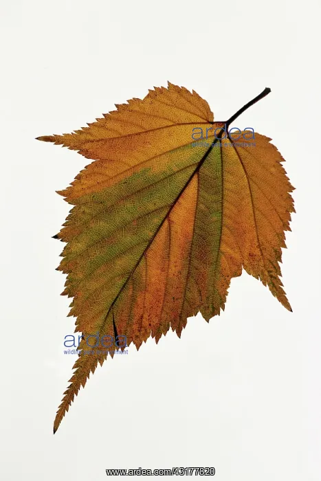 : Field maple, Acer campestre, Single orange green : Field maple, Acer campestre, Single orange green