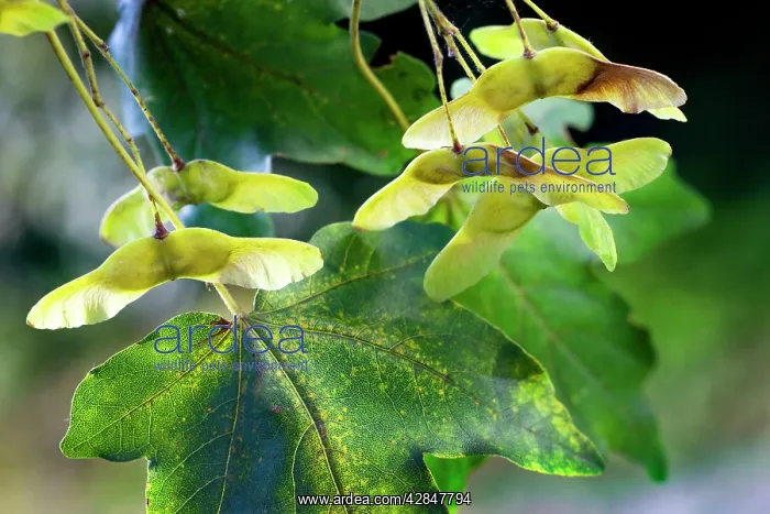 : Field Maple with fruit : Field Maple with fruit