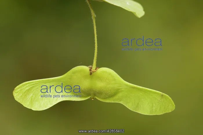 : Field maple in fruit, with helicopter fruits : Field maple in fruit, with helicopter fruits