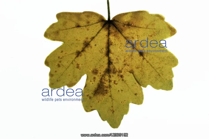 : FIELD MAPLE LEAF - Showing necrotic spots meaning : FIELD MAPLE LEAF - Showing necrotic spots meaning