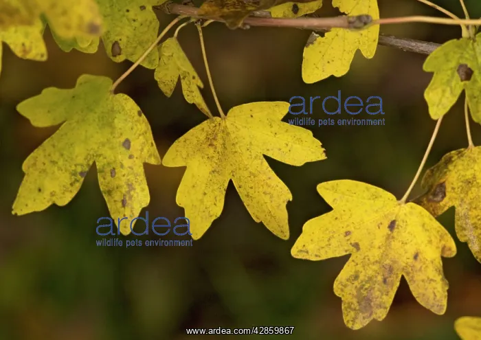 : Field maple leaves in autumn : Field maple leaves in autumn
