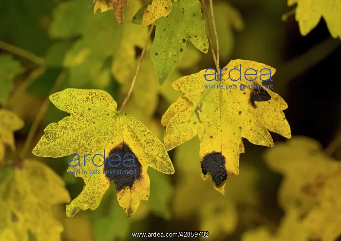 : Field maple leaves in autumn. Infected with tar : Field maple leaves in autumn. Infected with tar