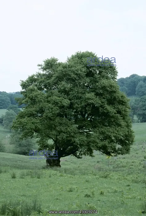 : FIELD MAPLE TREE : FIELD MAPLE TREE