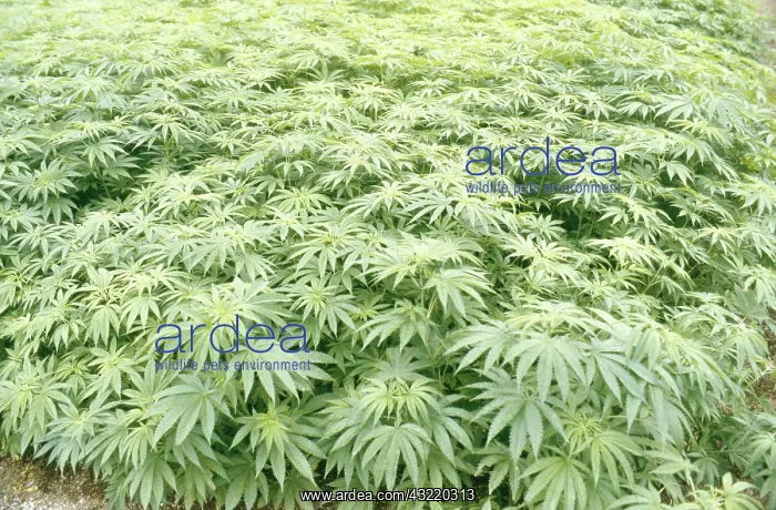 : Field of Marijuana (Cannabis sativa) in Japan : Field of Marijuana (Cannabis sativa) in Japan