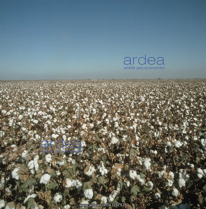 : Field of mature cotton : Field of mature cotton