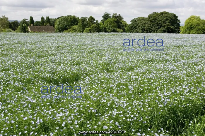 : Field of mature linseed : Field of mature linseed