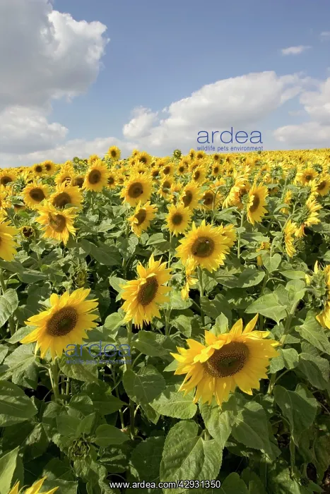 : Field of mature sunflowers : Field of mature sunflowers