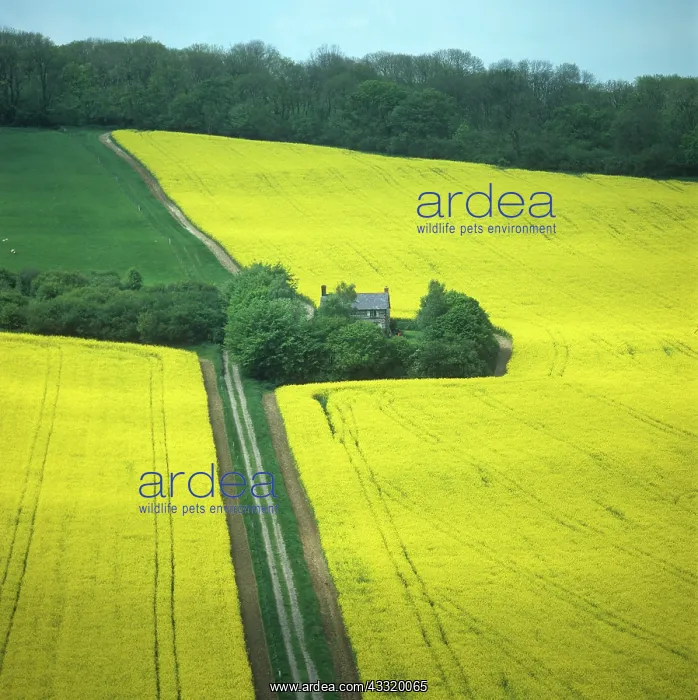 : Field in May : Field in May