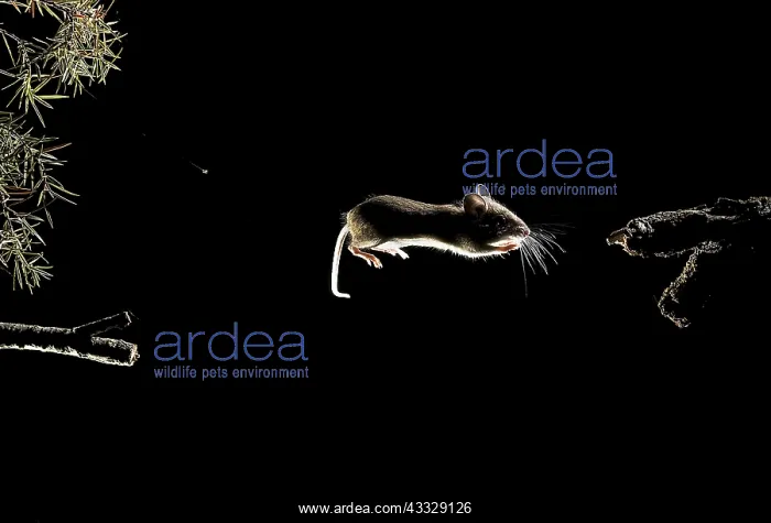 : Field Mouse (Apodemus sylvaticus) jumping at night : Field Mouse (Apodemus sylvaticus) jumping at night