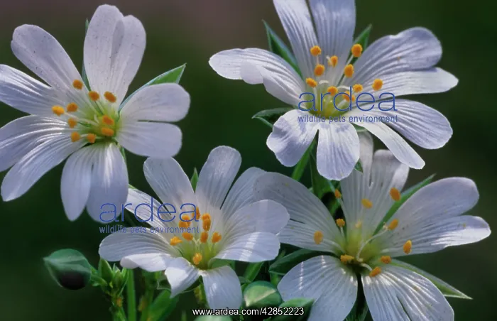 : Field MOUSE-EAR - flowers, in Spring : Field MOUSE-EAR - flowers, in Spring