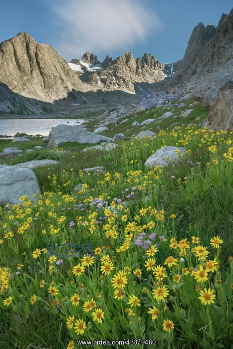 : Field of Narrowleaf Arnica, Titcomb Basin, Bridger : Field of Narrowleaf Arnica, Titcomb Basin, Bridger