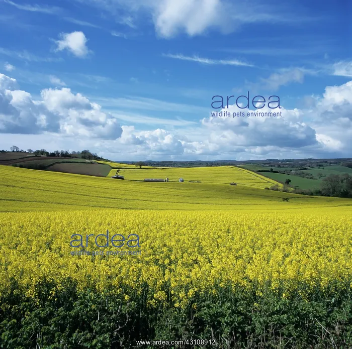 : Field of oilseed Rape : Field of oilseed Rape