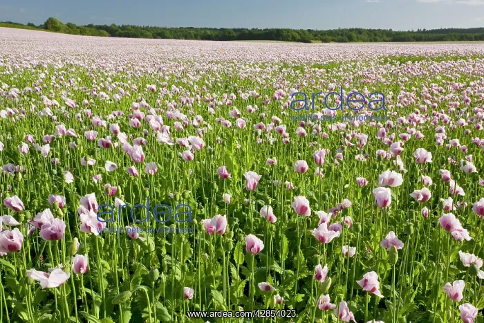 : Field of Opium Poppies : Field of Opium Poppies