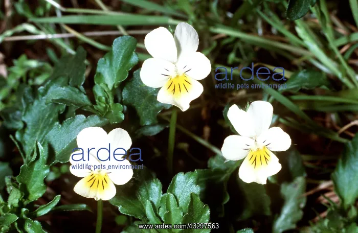 : Field Pansies : Field Pansies