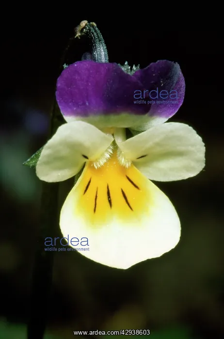  : Field Pansy