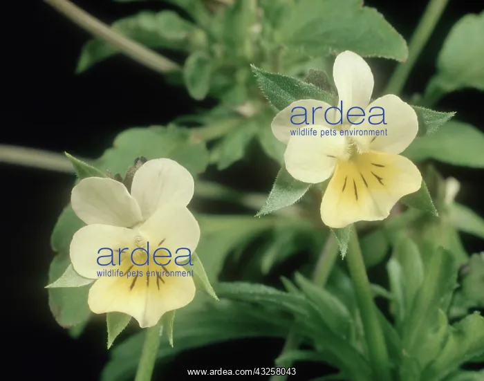 : Field pansy : Field pansy