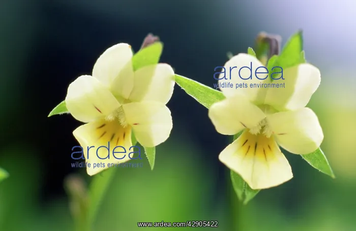 : Field PANSY - Close study of flowers : Field PANSY - Close study of flowers