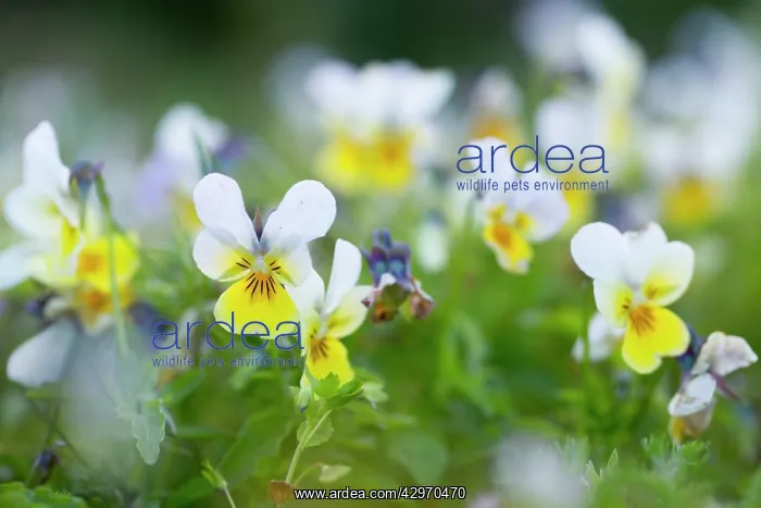 : Field Pansy - Summer : Field Pansy - Summer