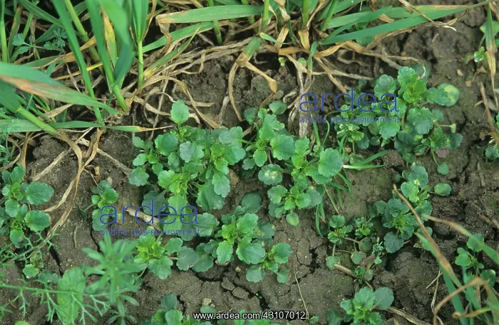 : Field pansy (Viola arvensis) : Field pansy (Viola arvensis)