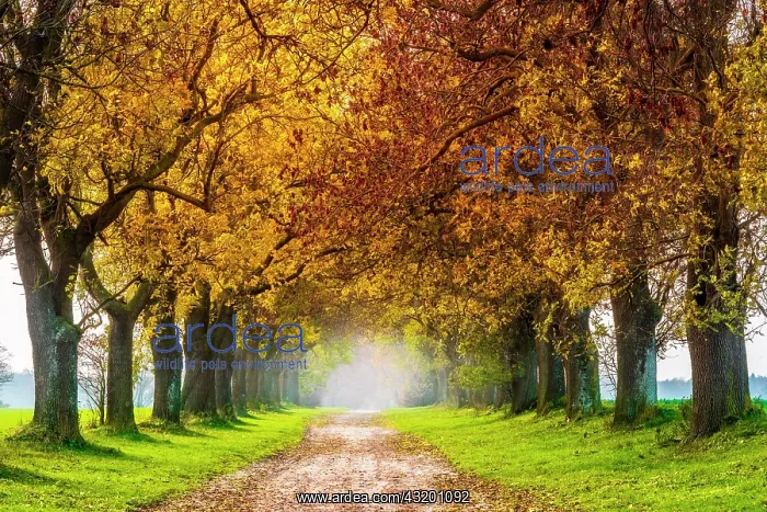  : Field path through avenue with ashes (Fraxinus)