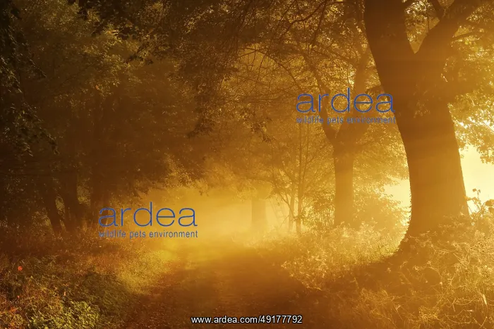 : Field path through avenue in the first morning light : Field path through avenue in the first morning light