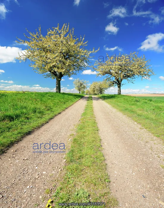 : Field path with blossoming cherry trees (Prunus) : Field path with blossoming cherry trees (Prunus)
