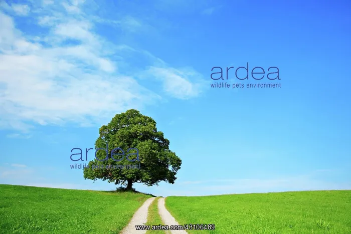 : Field path through green fields leads to solitary : Field path through green fields leads to solitary