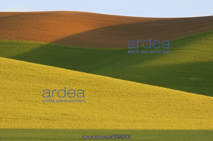 : Field Pattern : Field Pattern