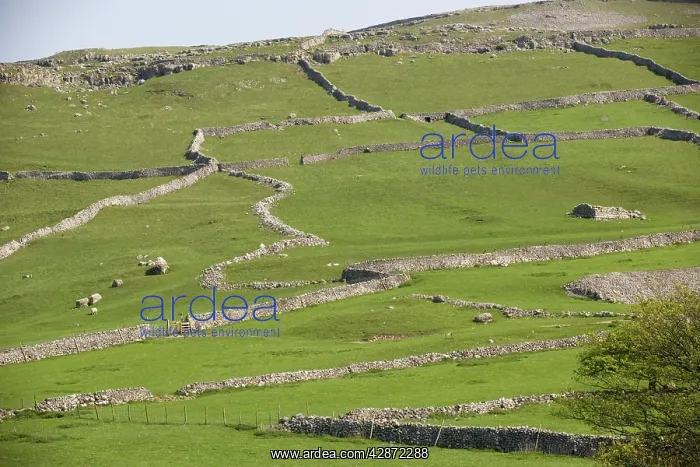 : Field patterns of different ages at Malham : Field patterns of different ages at Malham