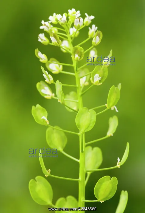 : Field Penny-cress - in flower and fruit : Field Penny-cress - in flower and fruit