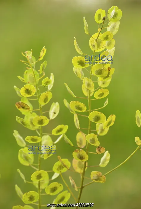  : Field Penny-cress in fruit (uncommon arable weed)