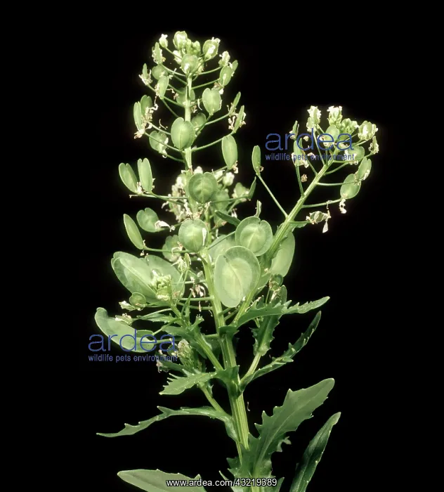 : Field Pennycress : Field Pennycress
