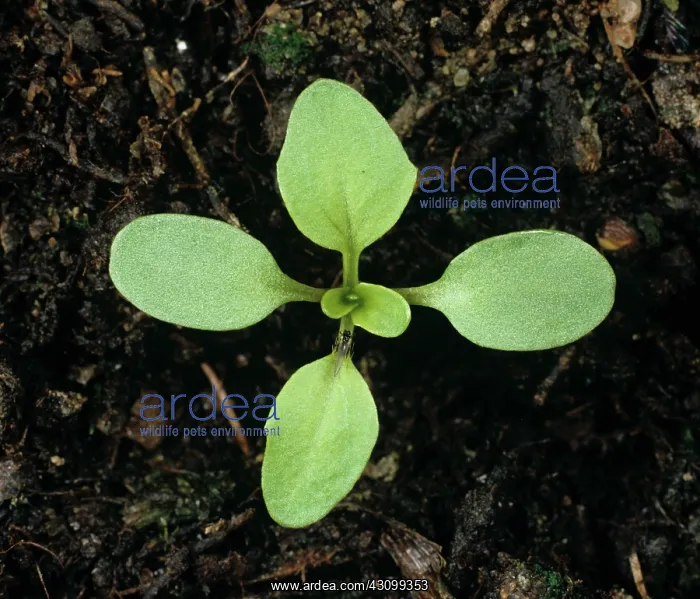 : Field pennycress Seedling : Field pennycress Seedling