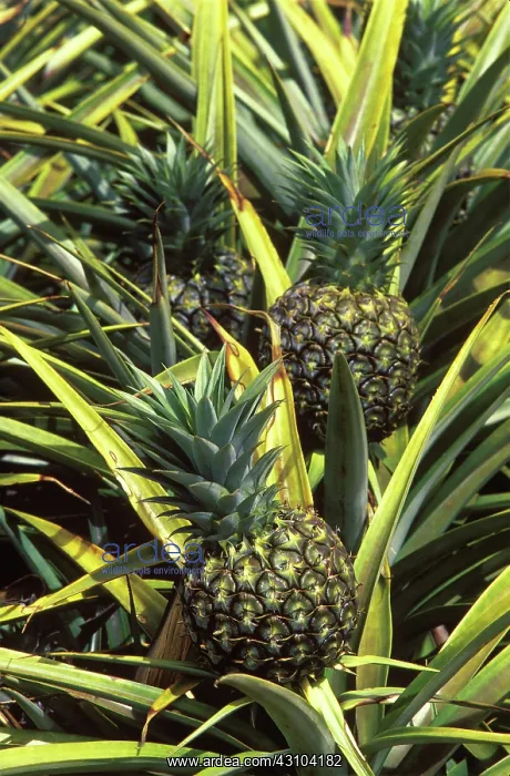 : Field of Pineapples : Field of Pineapples