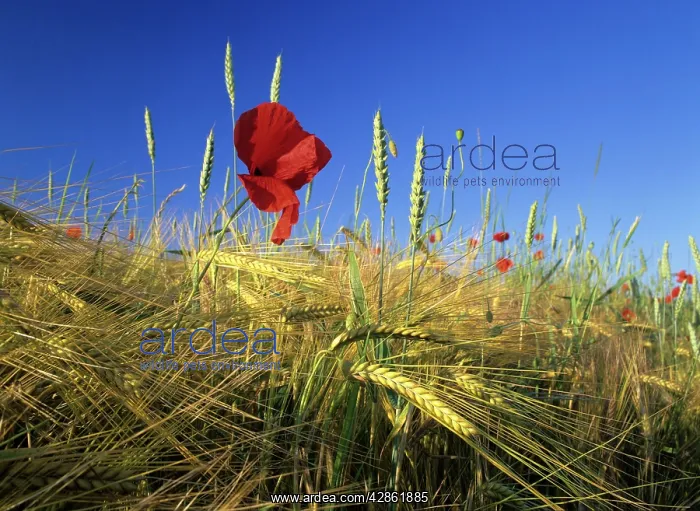 : Field Poppies - in barley field in early summer : Field Poppies - in barley field in early summer