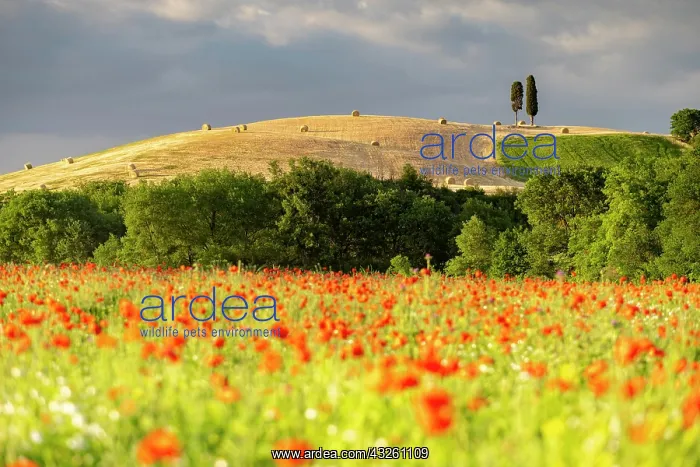 : Field of poppies in bloom in hilly landscape, San : Field of poppies in bloom in hilly landscape, San