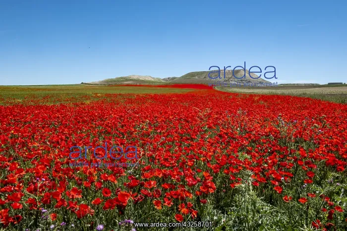 : Field of Poppies (Papaver rhoeas) in bloom, Castile : Field of Poppies (Papaver rhoeas) in bloom, Castile