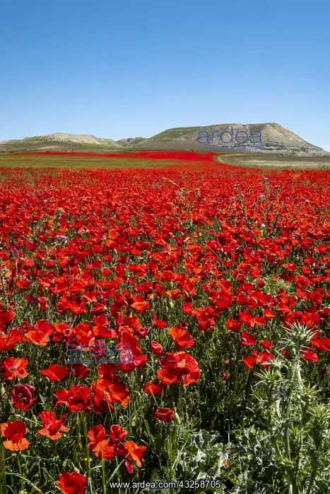 : Field of Poppies (Papaver rhoeas) in bloom, Castile : Field of Poppies (Papaver rhoeas) in bloom, Castile