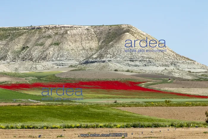 : Field of Poppies (Papaver rhoeas) in bloom, Castile : Field of Poppies (Papaver rhoeas) in bloom, Castile
