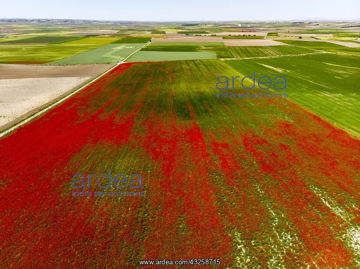 : Field of Poppies (Papaver rhoeas) in bloom, Castile : Field of Poppies (Papaver rhoeas) in bloom, Castile