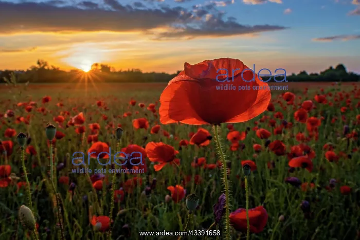 : A field of poppies at sunrise with bright colours : A field of poppies at sunrise with bright colours