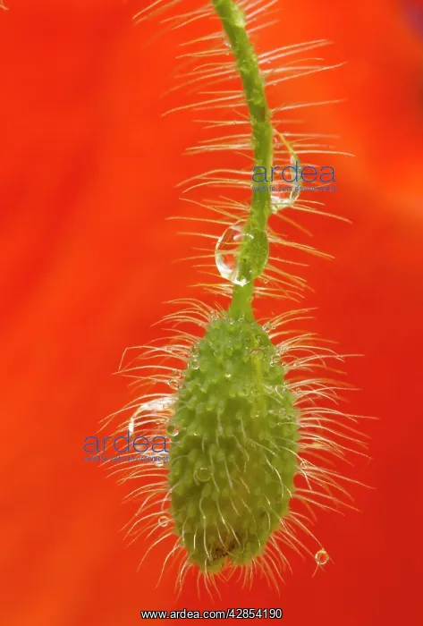 : Field Poppy bud, after rain : Field Poppy bud, after rain
