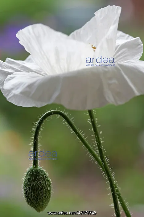: Field Poppy, Papaver rhoeas Bridal white, showing and open : Field Poppy, Papaver rhoeas Bridal white, showing and open