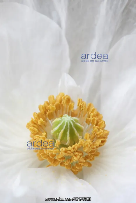 : Field Poppy, Papaver rhoeas Bridal white showing stamens a : Field Poppy, Papaver rhoeas Bridal white showing stamens a