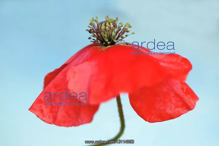 : Field Poppy, Papaver rhoeas, A fading flower on : Field Poppy, Papaver rhoeas, A fading flower on