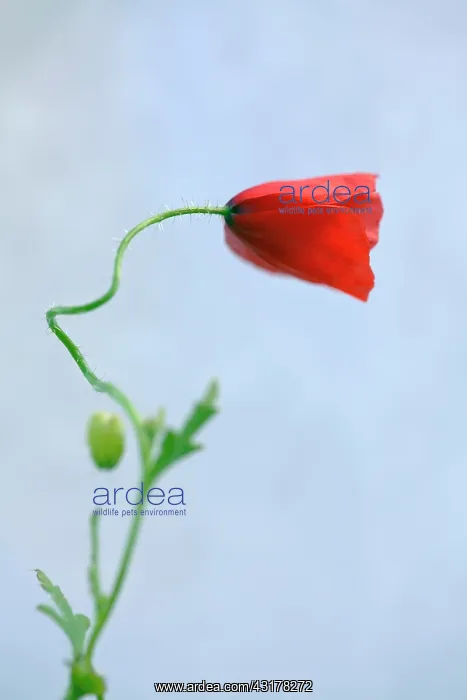 : Field poppy, Papaver rhoeas, Side view of one half : Field poppy, Papaver rhoeas, Side view of one half