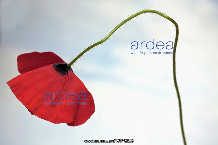 : Field poppy, Papaver rhoeas, Side view of one open : Field poppy, Papaver rhoeas, Side view of one open