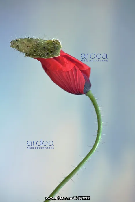 : Field poppy, Papaver rhoeas, Side view of one opening : Field poppy, Papaver rhoeas, Side view of one opening